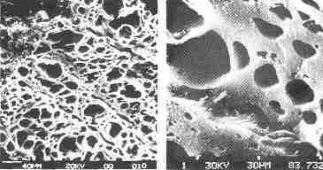 Rasterelektronenmikroskopische Bilder von Aktivkohle